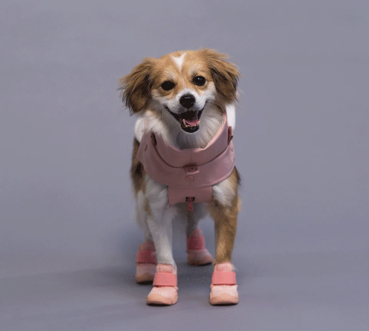 RIFRUF CAESAR 1 0サイズ ドックシューズ 海外犬服 高品質なインポートのドッグウェア通販 